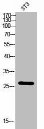 KDELR3 Antibody (PACO02386)
