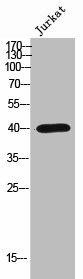 OR2AP1 Antibody (PACO02448)