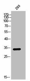 OR2AG2/OR2AG1 Antibody (PACO02487)