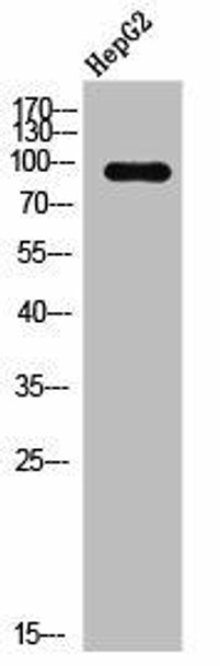 Phospho-AHR/AHRR (S36) Antibody (PACO02627)