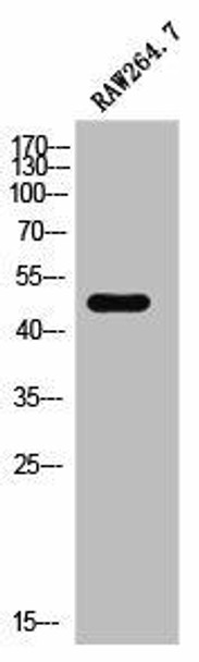 CADM4 Antibody (PACO02634)
