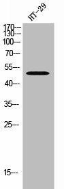 HTR3D Antibody (PACO02643)
