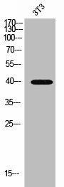 SLC16A13 Antibody (PACO02644)