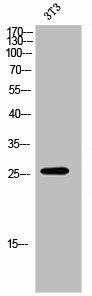 OR7E5P Antibody (PACO02691)