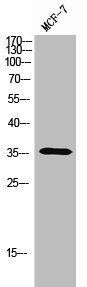 OR5A1 Antibody (PACO02700)