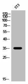 OR2W3 Antibody (PACO02835)