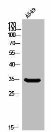 OR10A6 Antibody (PACO02860)