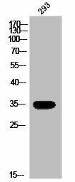 OR13G1 Antibody (PACO02911)