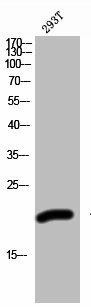 ZNF695 Antibody (PACO03031)