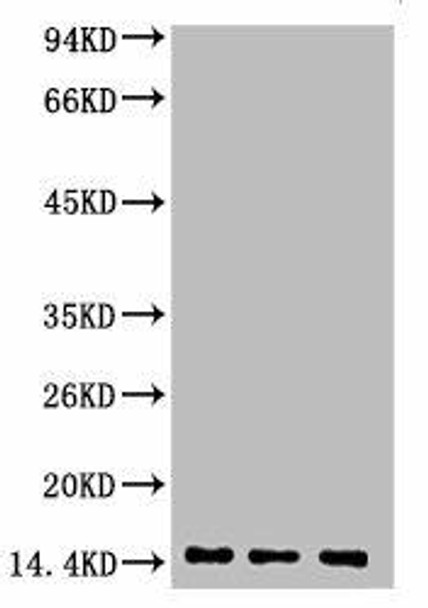 Anti-Di-methyl-Histone H3(K9) Antibody (MACO0078)