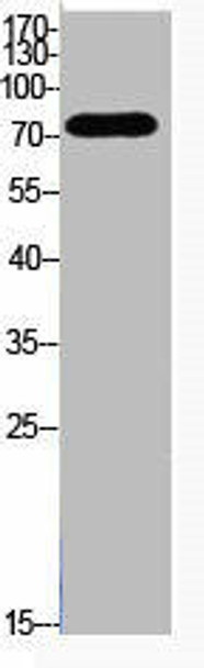 Acetyl-UBA52/RPS27A/UBB/UBC (K48) Antibody (PACO06081)