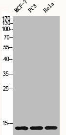 H2BFS Antibody (PACO06551)