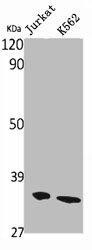 OR10AG1 Antibody (PACO06708)
