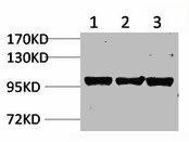 IGFN1 Antibody (PACO07023)