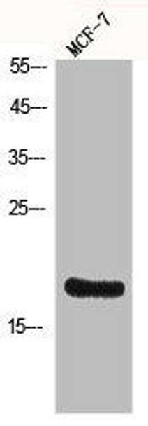 Histone H3 Antibody (PACO07095)