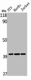 MAGEC2 Antibody (PACO07101)