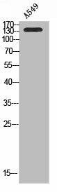 PIK3C2G Antibody (PACO07210)