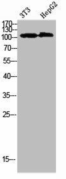 COL28A1 Antibody (PACO07271)