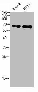 ZFP91 Antibody (PACO07289)