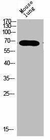 KRT Antibody (PACO07332)