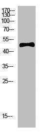 C1RL Antibody (PACO07453)