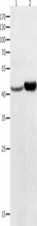 NFKBID Antibody (PACO13938)