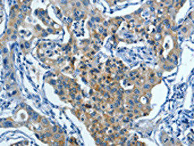 MUC15 Antibody (PACO14076)