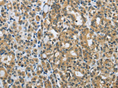 EGFL8 Antibody (PACO14367)