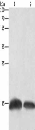 H3F3C Antibody (PACO14509)