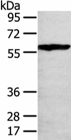 THAP4 Antibody (PACO17230)