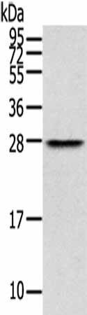 THYN1 Antibody (PACO17244)