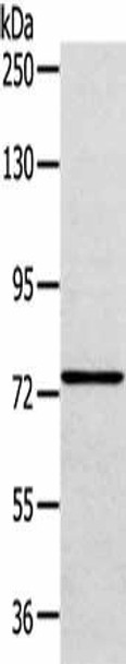 VPS53 Antibody (PACO17431)