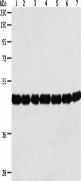 ACTIN Antibody (PACO17454)