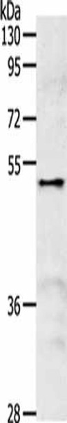 SPAG4 Antibody (PACO18429)