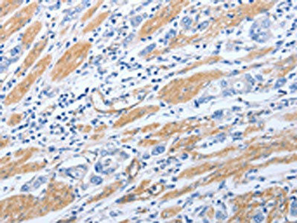 GFRA4 Antibody (PACO18433)