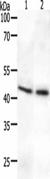 SYT2 Antibody (PACO18437)