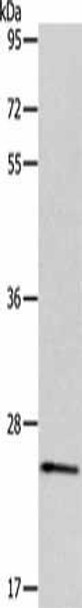 PPAP2C Antibody (PACO18808)