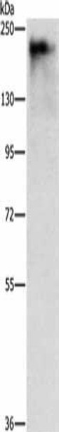 ATAD5 Antibody (PACO19327)