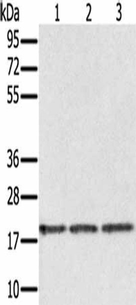 EPGN Antibody (PACO19608)
