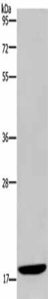 KLLN Antibody (PACO19912)