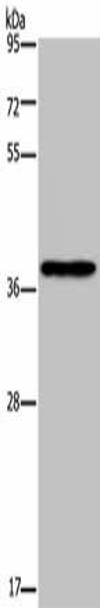 PCBP4 Antibody (PACO19996)