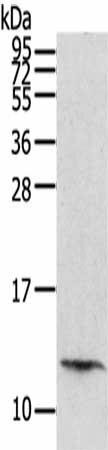 PBOV1 Antibody (PACO20181)
