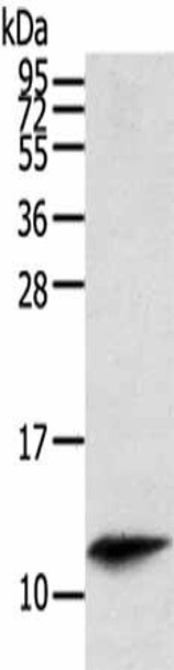 PBOV1 Antibody (PACO20182)