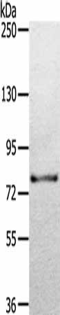 TGM7 Antibody (PACO20751)