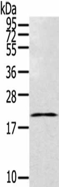 TEX37 Antibody (PACO20789)