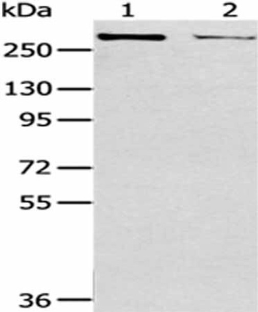 WNK2 Antibody (PACO20885)