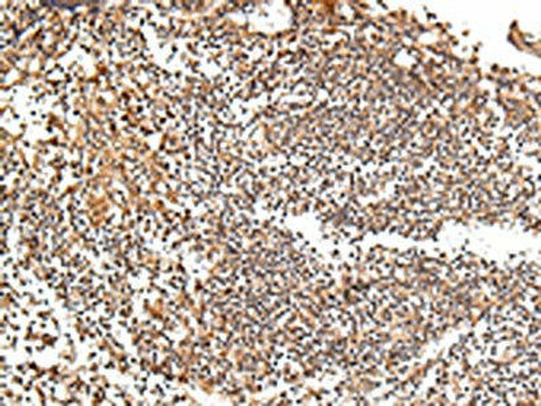 XKR7 Antibody (PACO20937)