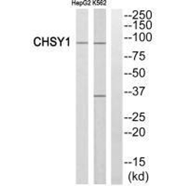 CHSY1 Antibody (PACO23415)