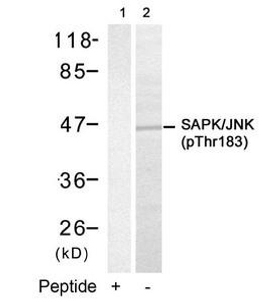 Phospho-MAPK9/MAPK10 (Thr183) Antibody (PACO24489)
