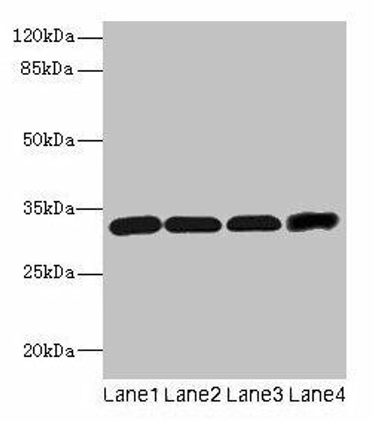 Ms4a1 Antibody (PACO28394)